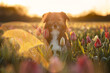 Sonnenaufgang im Tulpenfeld mit Hund