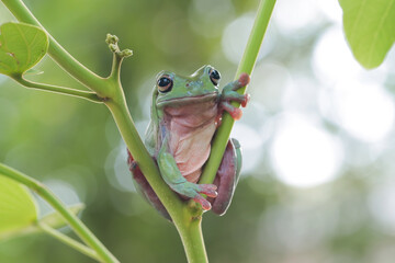 Wall Mural - dumpy frog 