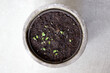 Young green basil seedlings growing in pot, herbs, top view