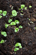 Close up of young green basil seedlings growing, awakening herbs, top view