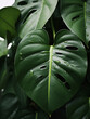 monstera plant, Realistic highly detailed editorial photography, macro closeup with depth of field