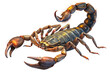 scorpion on a transparent background