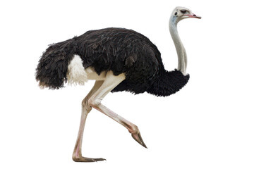 big ostrich wild animal