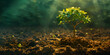 A tree growing in the forest ,Environmental Awareness Images ,A plant growing in the soil with the sun shining on it