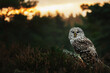 Ural owl (Strix uralensis) in the forest