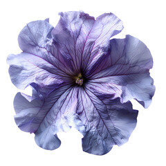 Wall Mural - Purple petunia flower PNG. Purple flower isolated. Petunia top view PNG. Petunia flower flat lay PNG. Summertime flower