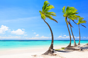 Sticker - Beautiful tropical white sand beach and coconut palm tree in Cap Cana Dominican Republic.