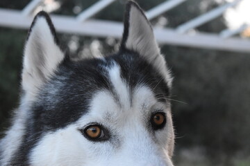 perro husky retrato