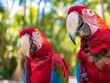 Two scarlet macaws perched, displaying their vivid plumage against a blurred green background.