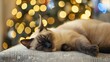 Cute Siamese cat sleeping on sofa in living room at christmas time 