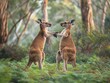 Two kangaroos engage in a playful boxing match amidst lush forest underbrush.