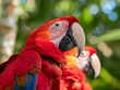 A detailed close-up of a scarlet macaw, showcasing its bright plumage and intricate textures.