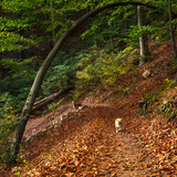 Fototapeta Krajobraz - Dog In an Autumn Forest