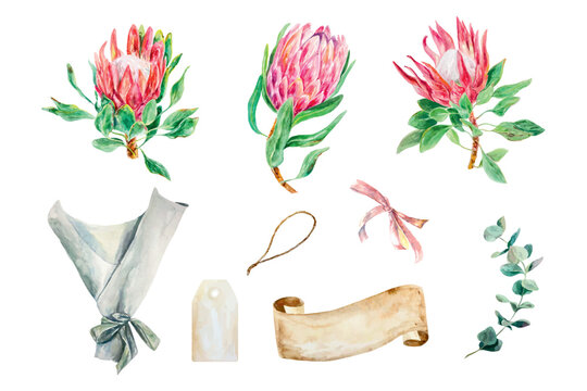Protea watercolor, banner for text, eucalyptus branch, set. Vector illustration of pink flowers. Cards, wedding invitations, banners, covers, labels.