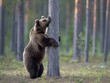 A brown bear embraces a tree in a tranquil forest setting, showcasing a moment of wilderness wonder.