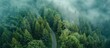Top down view of a secluded pine woodland road. Aerial Photography with a drone, natural forest