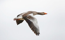 A greylag goose, anser anser, in flight against a light coloured sky. 