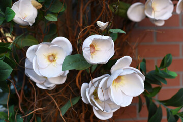 Wall Mural - Beautiful white roses with a yellow middle