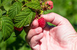 Harvesting ripe raspberries by hand.