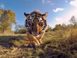 Intense gaze of a tiger approaching the camera in a natural setting with warm sunlight.