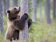 Bear embracing a tree in a serene forest, capturing a moment of wilderness and nature's beauty.