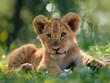 A serene lion cub lies in the grass with a gentle gaze, surrounded by natural greenery.