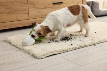 Wall Mural - Cute dog near overturned houseplant on rug indoors