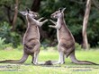 Two kangaroos engaged in a playful interaction, appearing as though they are boxing in a lush green field.