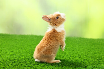 Wall Mural - Cute fluffy pet rabbit on green grass outdoors