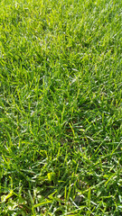 Wall Mural - natural background from fresh green grass