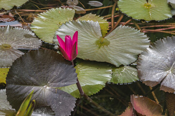 Wall Mural - Red cup Nymphaea Water Lily in eastern lake.