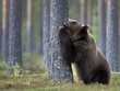 A brown bear stands hugging and scratching its back against a tree, conveying a sense of relief and natural behavior in the wild.