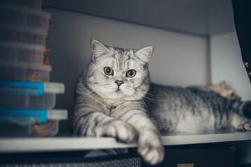 Wall Mural - Beautiful grey tabby cat lying on white wardrobe, British Shorthair cat, adorable and funny pet.