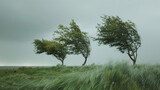 Fototapeta Dziecięca - Strong wind and hurricane, trees bend under the force of the wind.