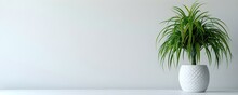 Ponytail Palm In A White Pot Against A White Background. Concept Indoor Plants, Home Decor, Minimalist Design, Greenery, Plant Care