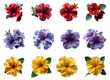 Set of flowers PNG. Petunia flower set PNG. Red petunia flower top view PNG. Purple petunia flower flay lay PNG. Yellow petunia flower isolated. Colorful flowers summertime bloom