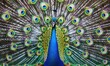 Enthralling Peacock Majesty with Opulent Feather Display - Generative AI