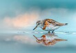 Elegant Sandpiper Mirrored in Tranquil Waters - Capturing Nature's Grace Generative AI