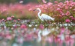 Solitary Egret Reflecting in Serene Waters at Dawn's Early Light Generative AI