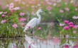 Solitary Egret Reflecting in Serene Waters at Dawn's Early Light Generative AI