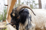Fototapeta Na ścianę - goat with big and curved horns outdoor.
