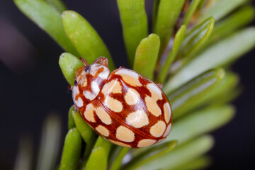 Wall Mural - Ladybird Sospita vigintiguttata. A beautiful and not often seen ladybug. A beneficial beetle that eats plant pests in gardens and fields.