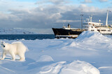 Fototapeta Na sufit - Spitzbergen mit Eisbär und Expeditionsschiff