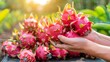 Dragon fruit selection with hand, blurred background, providing ample copy space for text placement