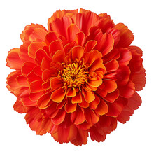 A Single Piece Of Red Marigold Top View Isolated On Transparent Background