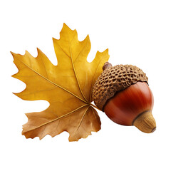 Wall Mural - Acorn and oak leaf isolated on transparent background