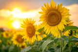 Fototapeta Kwiaty - sun is setting behind a field of sunflowers