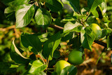 Fototapeta Tulipany - green apple growing on the ground organic homegrown food