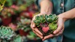 A person cradles a variety of succulent plants, showcasing the beauty of low-maintenance gardening