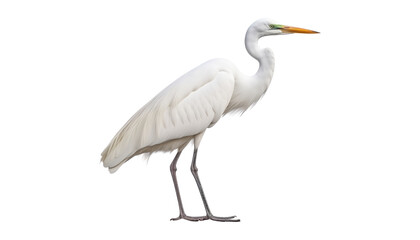 Wall Mural - great white heron isolated on transparent background cutout